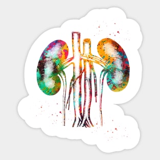 Kidneys anatomy Sticker